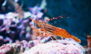Foto: Jenis Udang Pembersih, Cocok untuk Akuarium Rumah (sumber: istock)
