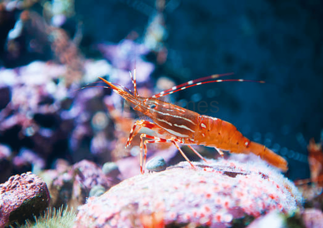 Foto: Jenis Udang Pembersih, Cocok untuk Akuarium Rumah (sumber: istock)