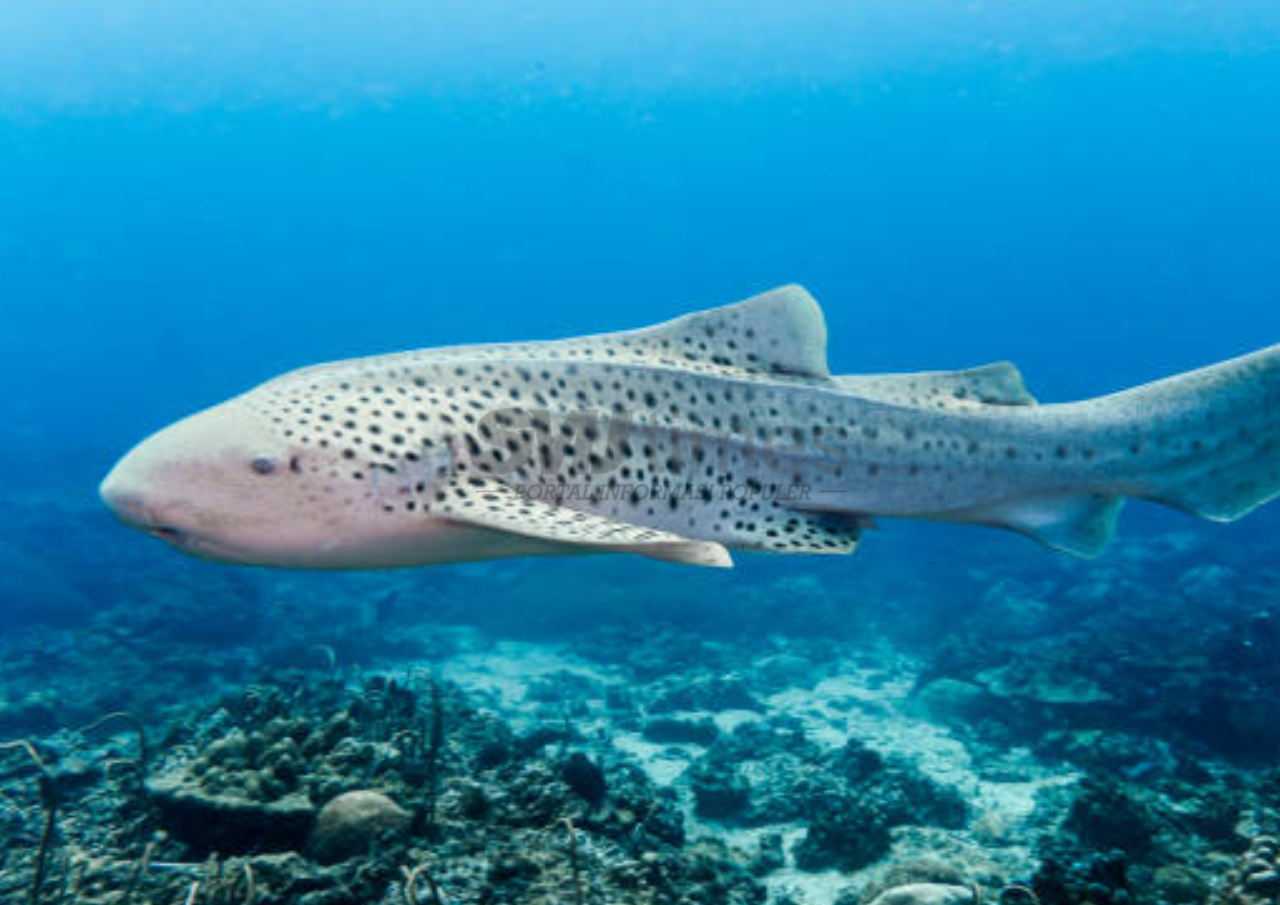 Foto: Bagaimana Ikan Tidur di Dalam Air (sumber: istock)