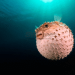 Foto: Fakta Menarik tentang Ikan Buntal (sumber: istock)