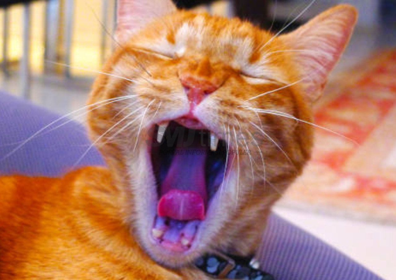 Foto: Kucing Oren Jadi Primadona (sumber: istock)