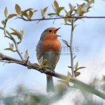Foto: Jenis Burung Kicau (sumber: istock)