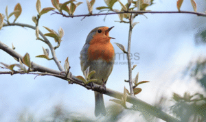 Foto: Jenis Burung Kicau (sumber: istock)
