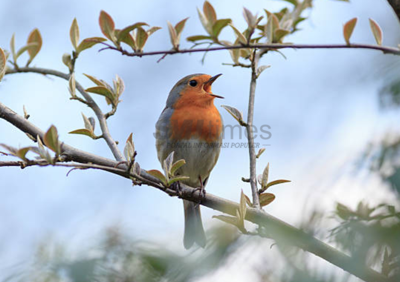 Foto: Jenis Burung Kicau (sumber: istock)