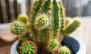 Foto: potret tanaman kaktus (sumber: istock)