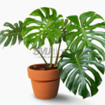 Foto: Tanaman monstera atau janda bolong (sumber: istock)