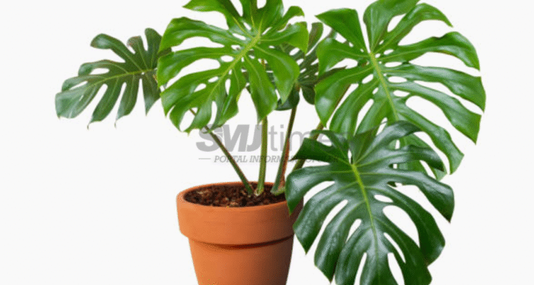 Foto: Tanaman monstera atau janda bolong (sumber: istock)