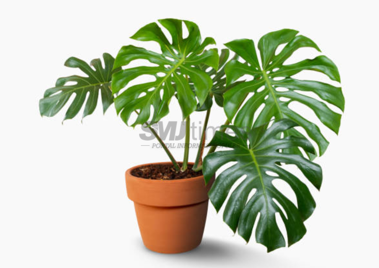 Foto: Tanaman monstera atau janda bolong (sumber: istock)
