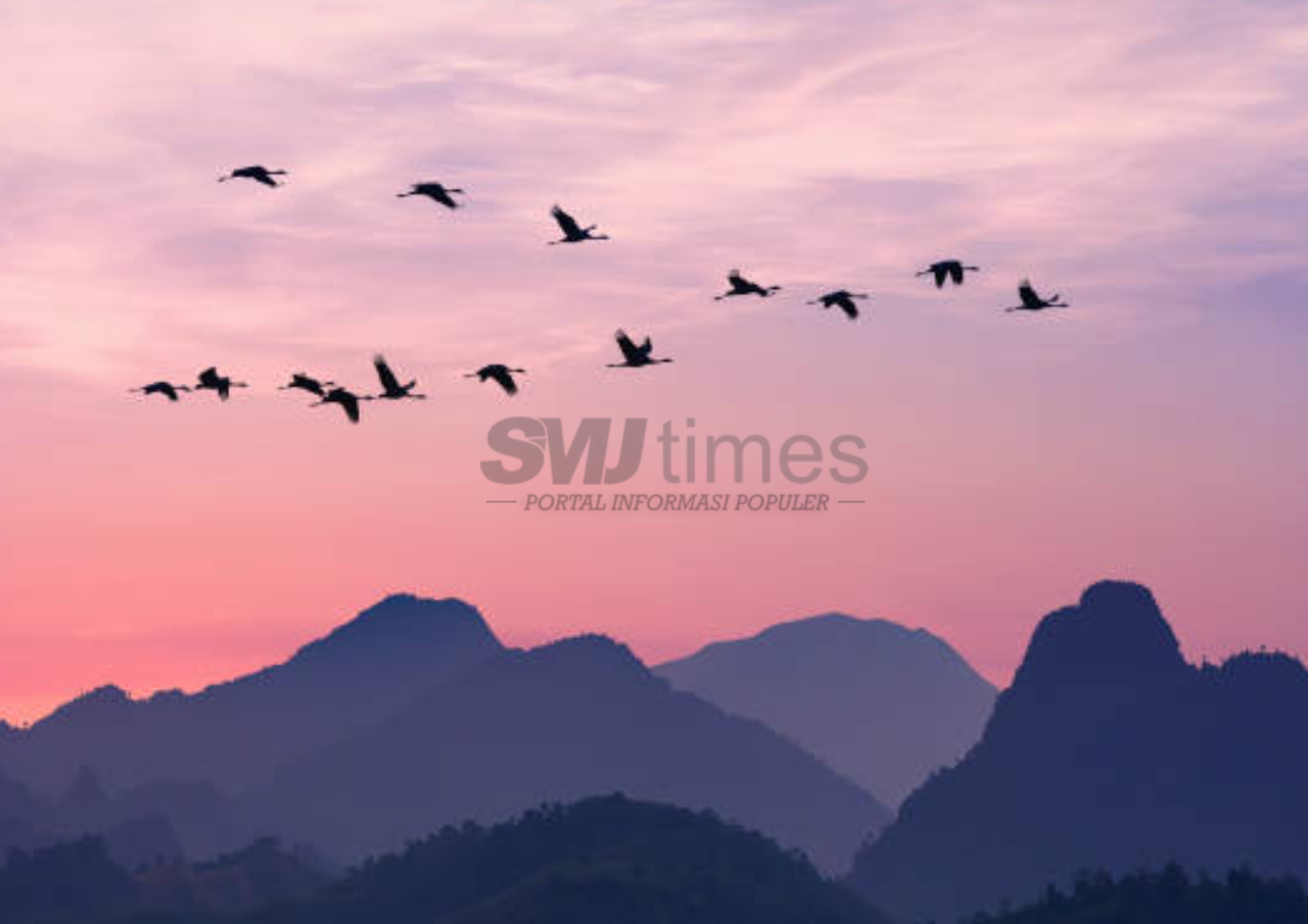 Foto: ilustrasi burung bermigrasi (sumber: istock)