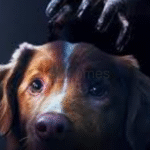 Foto: Potret Anjing bernama Indy dalam Poster Film Good Boy (sumber: Instagram)