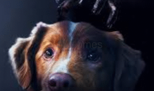 Foto: Potret Anjing bernama Indy dalam Poster Film Good Boy (sumber: Instagram)
