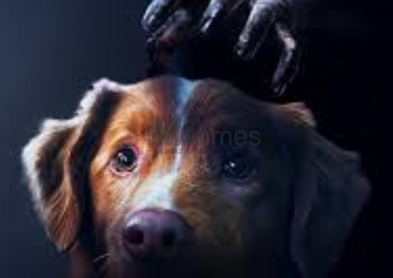 Foto: Potret Anjing bernama Indy dalam Poster Film Good Boy (sumber: Instagram)