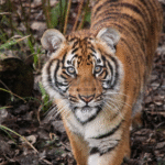 Foto: ilustrasi harimau (sumber: istock)
