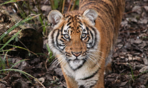 Foto: ilustrasi harimau (sumber: istock)