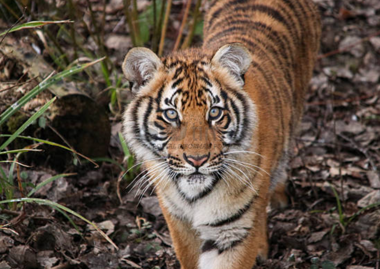 Foto: ilustrasi harimau (sumber: istock)