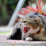 Foto: ilustrasi kucing (sumber: istock)