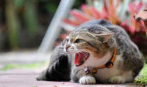Foto: ilustrasi kucing (sumber: istock)