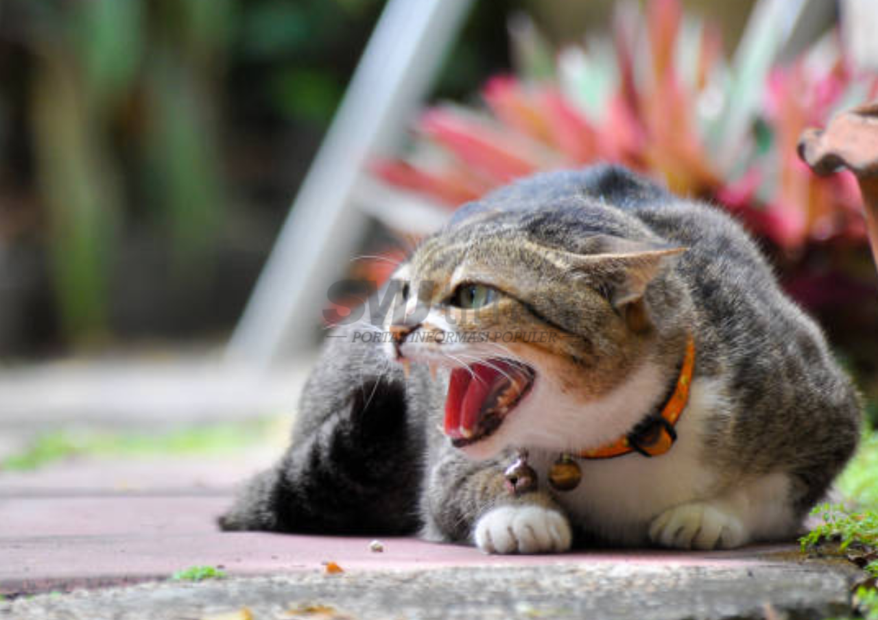 Foto: ilustrasi kucing (sumber: istock)