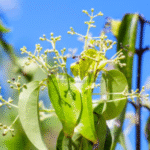 Disebut dalam Al-Quran, Tanaman Kamper Asli Indonesia Diburu Masyarakat Arab Disebut dalam Al-Quran, Tanaman Kamper Asli Indonesia Diburu Masyarakat Arab