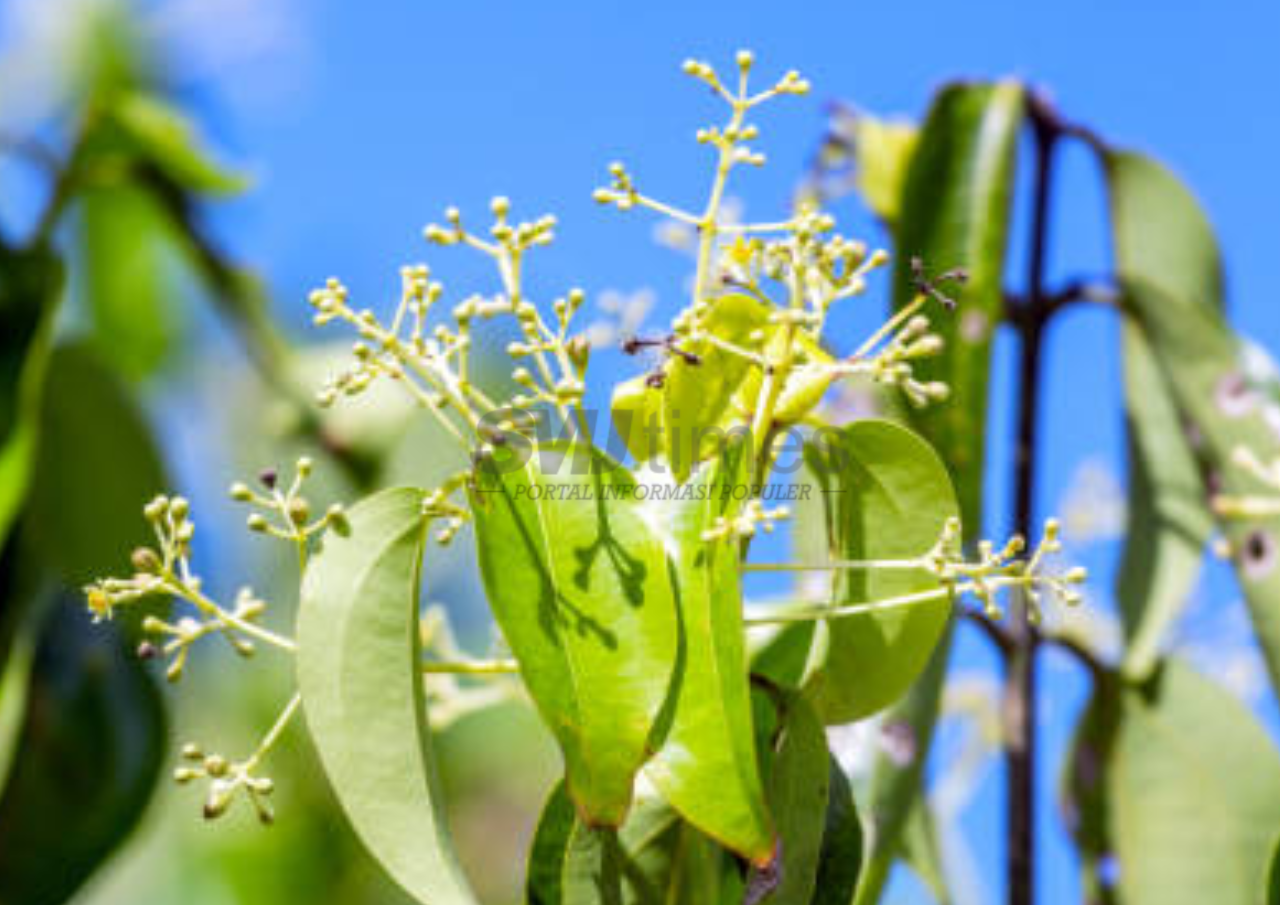 Disebut dalam Al-Quran, Tanaman Kamper Asli Indonesia Diburu Masyarakat Arab
