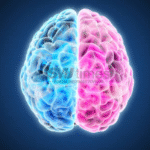 Penjelasan Mengenai Fungsi Otak Kanan pada Manusia Penjelasan Mengenai Fungsi Otak Kanan pada Manusia