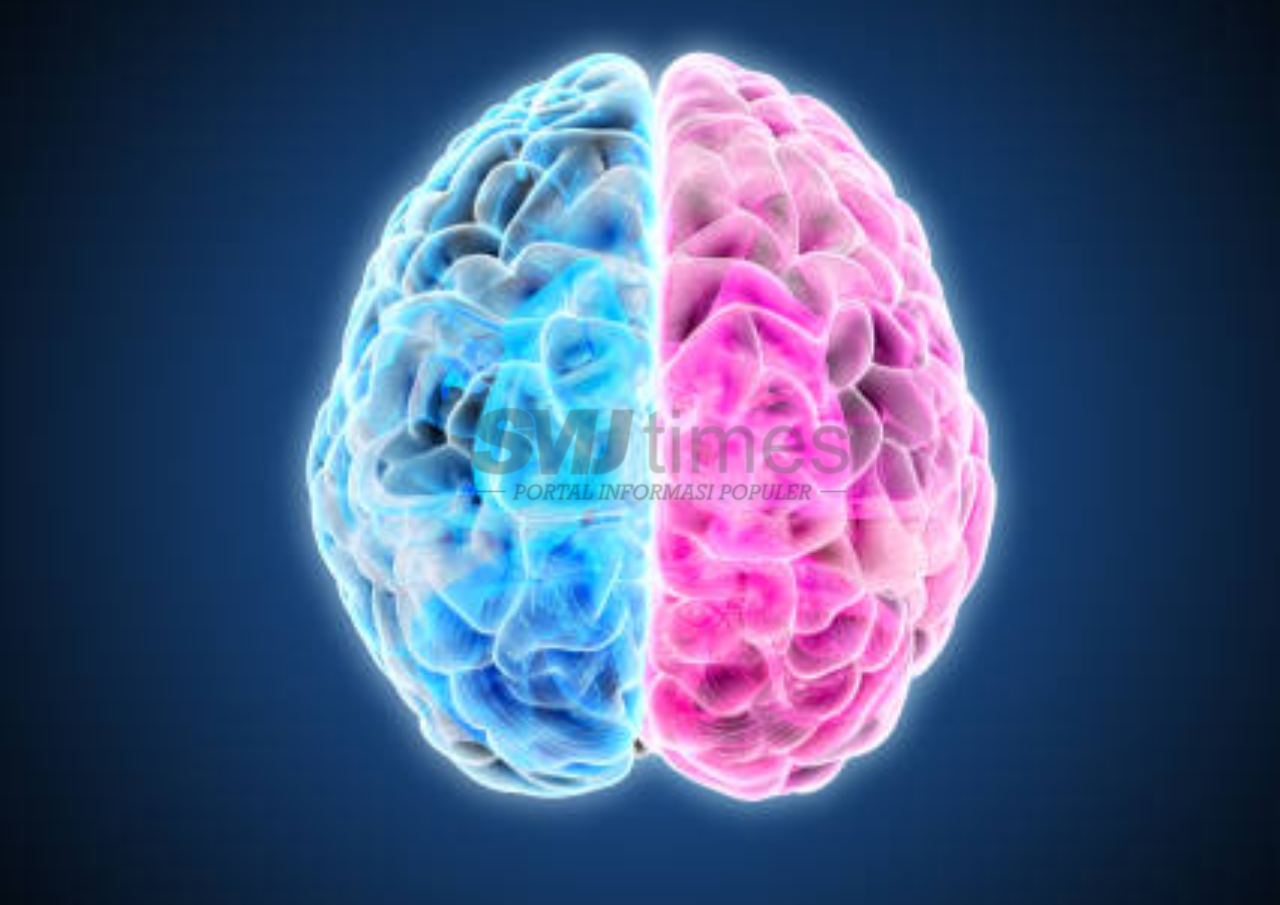 Penjelasan Mengenai Fungsi Otak Kanan pada Manusia
