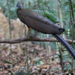 Satwa Langka Burung Kuau Tertangkap Kamera Trap di Hutan Lindung Kalimantan Satwa Langka Burung Kuau Tertangkap Kamera Trap di Hutan Lindung Kalimantan