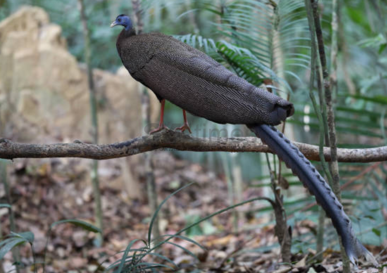 Satwa Langka Burung Kuau Tertangkap Kamera Trap di Hutan Lindung Kalimantan