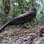 Fakta Menarik Burung Kuau: Dari Sebutan Penari Hutan hingga Simbol Budaya Dayak Fakta Menarik Burung Kuau: Dari Sebutan Penari Hutan hingga Simbol Budaya Dayak