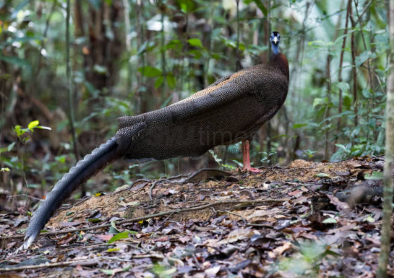 Fakta Menarik Burung Kuau: Dari Sebutan Penari Hutan hingga Simbol Budaya Dayak