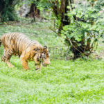 Setelah Dinyatakan Punah Empat Dekade, BRIN Temukan Bukti Kuat Adanya Harimau Jawa