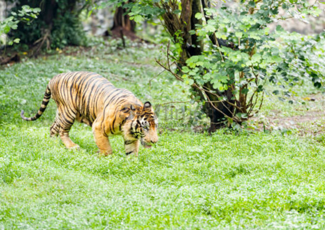Setelah Dinyatakan Punah Empat Dekade, BRIN Temukan Bukti Kuat Adanya Harimau Jawa