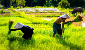 Tradisi Daerah yang Berkaitan dengan Masuknya Musim Panen