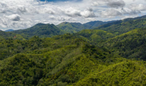 Ada Indonesia, Berikut 3 Negara dengan Hutan Terluas yang Warganya Masih Didera Kemiskinan