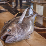 Pengusaha Sushi Jepang Berhasil Menangkan Lelang Ikan Tuna Raksasa Senilai Rp54 Miliar