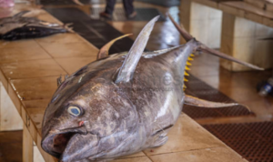 Pengusaha Sushi Jepang Berhasil Menangkan Lelang Ikan Tuna Raksasa Senilai Rp54 Miliar
