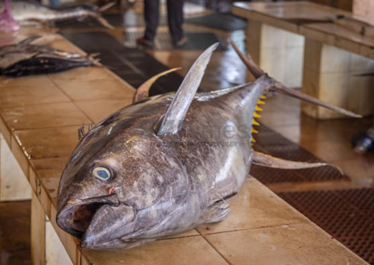 Pengusaha Sushi Jepang Berhasil Menangkan Lelang Ikan Tuna Raksasa Senilai Rp54 Miliar