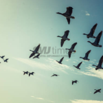 Ribuan Burung Migrasi asal Rusia dan Cina Tercatat Masuk ke Tulungagung