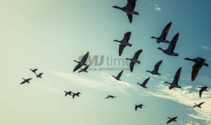 Ribuan Burung Migrasi asal Rusia dan Cina Tercatat Masuk ke Tulungagung