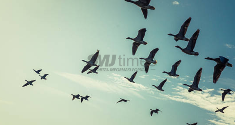 Ribuan Burung Migrasi asal Rusia dan Cina Tercatat Masuk ke Tulungagung