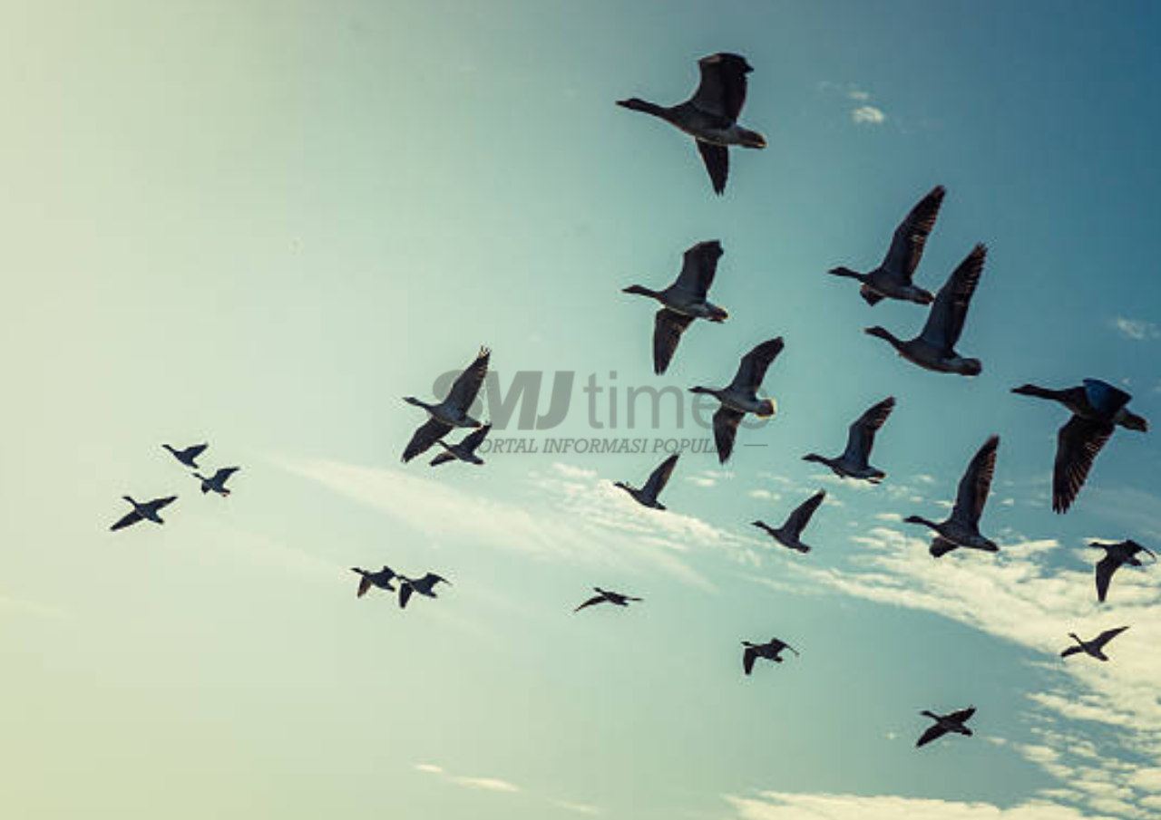 Ribuan Burung Migrasi asal Rusia dan Cina Tercatat Masuk ke Tulungagung