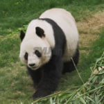 Jadi Negara ke-16, TSI Bogor Umumkan Kelahiran Bayi Giant Panda Pertama Indonesia