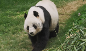 Jadi Negara ke-16, TSI Bogor Umumkan Kelahiran Bayi Giant Panda Pertama Indonesia