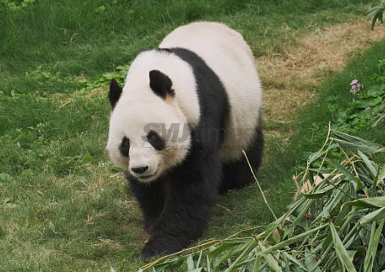 Jadi Negara ke-16, TSI Bogor Umumkan Kelahiran Bayi Giant Panda Pertama Indonesia