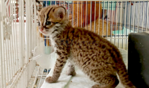 BKSDA Sumsel Ungkap Adanya Kasus Perdagangan Ilegal Satwa yang Dilindungi Kucing Kuwuk