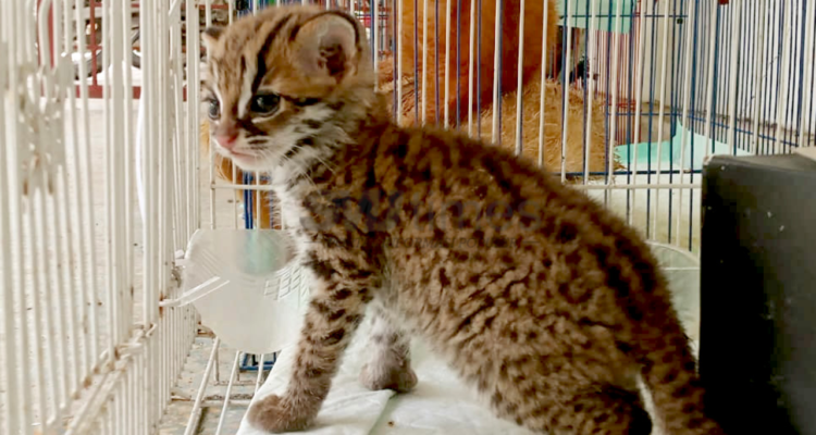 BKSDA Sumsel Ungkap Adanya Kasus Perdagangan Ilegal Satwa yang Dilindungi Kucing Kuwuk