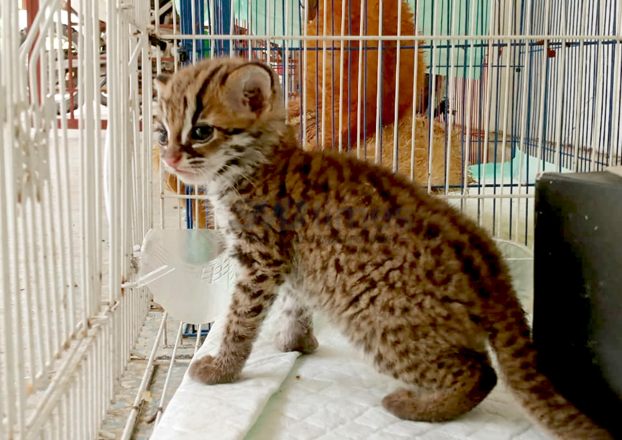 BKSDA Sumsel Ungkap Adanya Kasus Perdagangan Ilegal Satwa yang Dilindungi Kucing Kuwuk
