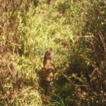 Jadi Pertanda Kelestarian Satwa, 24 Ekor Macan Tutul Jawa Terekam di Kawasan Bromo