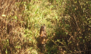 Jadi Pertanda Kelestarian Satwa, 24 Ekor Macan Tutul Jawa Terekam di Kawasan Bromo