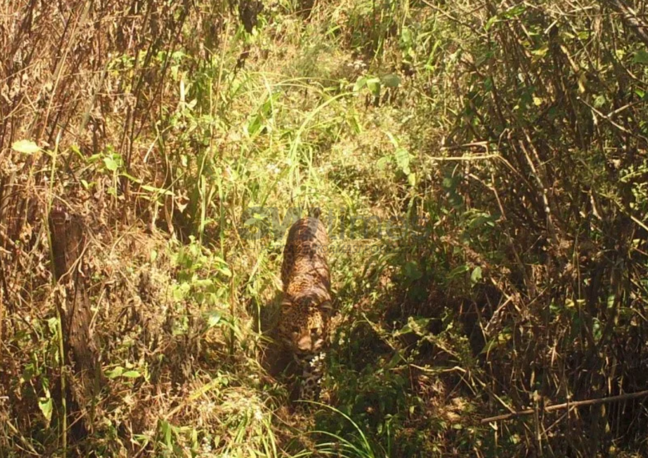 Jadi Pertanda Kelestarian Satwa, 24 Ekor Macan Tutul Jawa Terekam di Kawasan Bromo